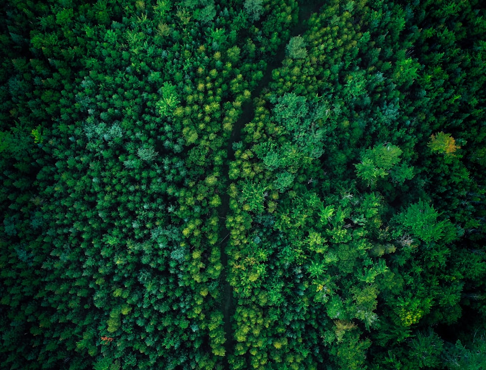 a large group of trees