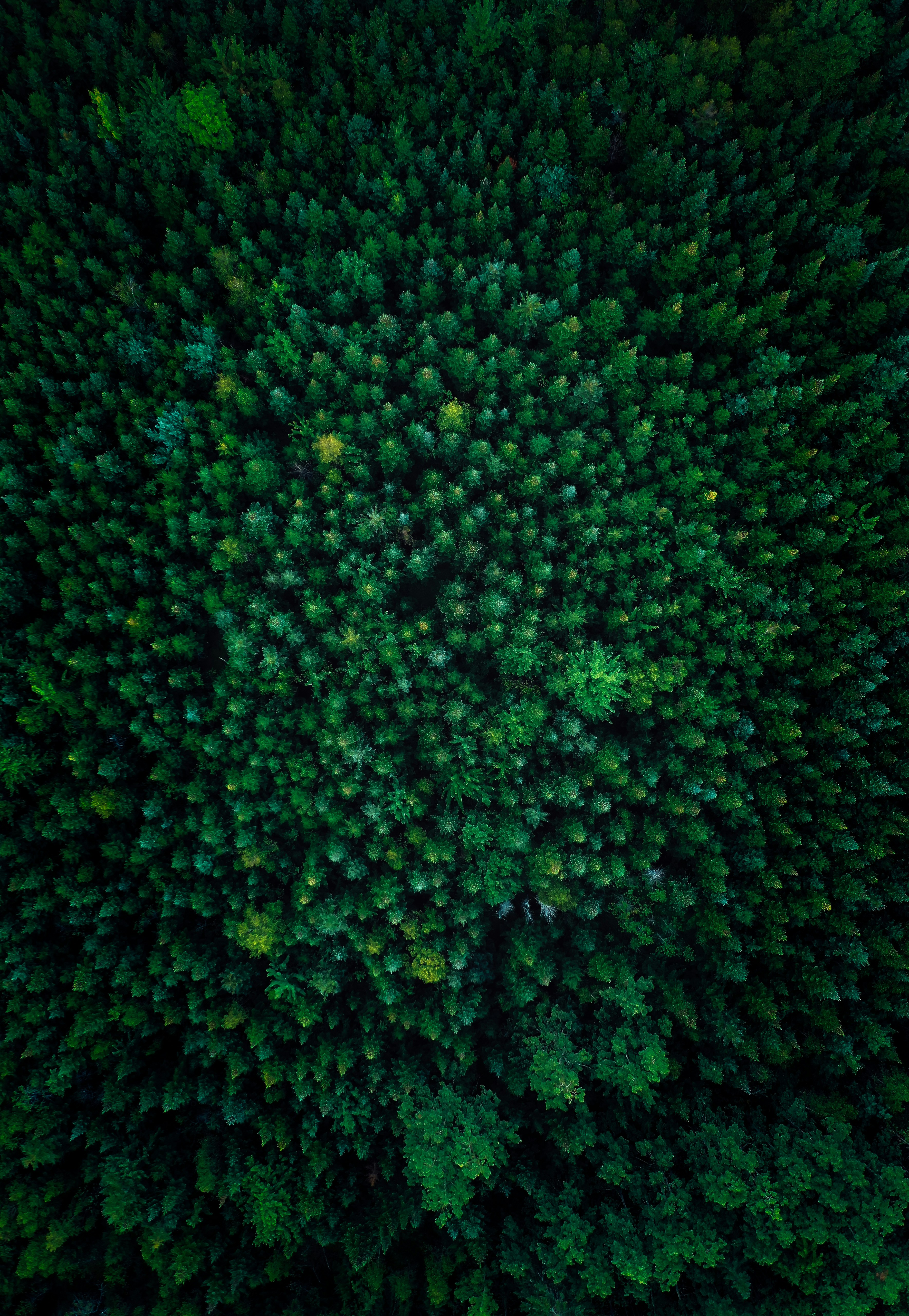 eine große Gruppe von Grünpflanzen