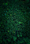 Lush Amazon rainforest canopy viewed from above, teeming with diverse wildlife