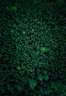 A breathtaking view of lush green treetops from above.