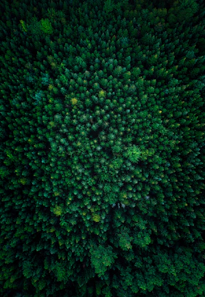 Lush Amazon rainforest canopy viewed from above, teeming with diverse wildlife