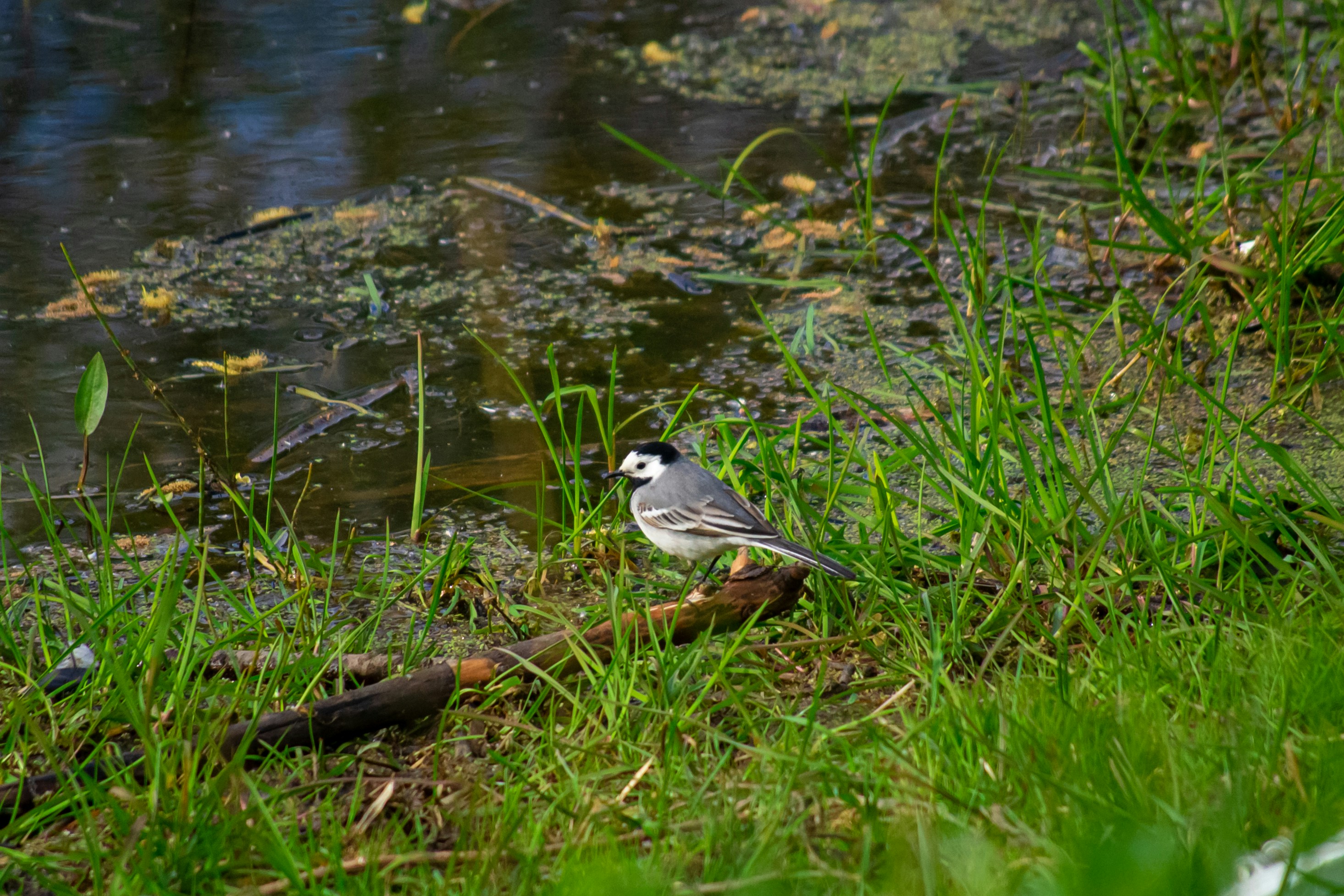 Photo by nikkitenkos