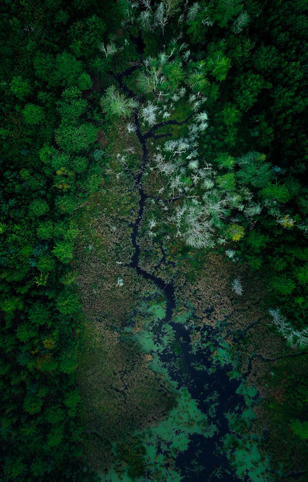 uma vista de uma floresta