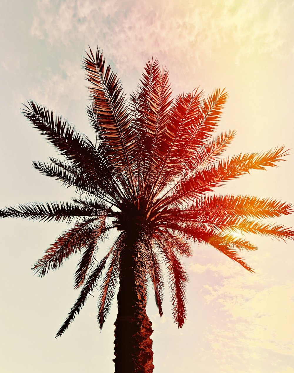 a close up of a palm tree