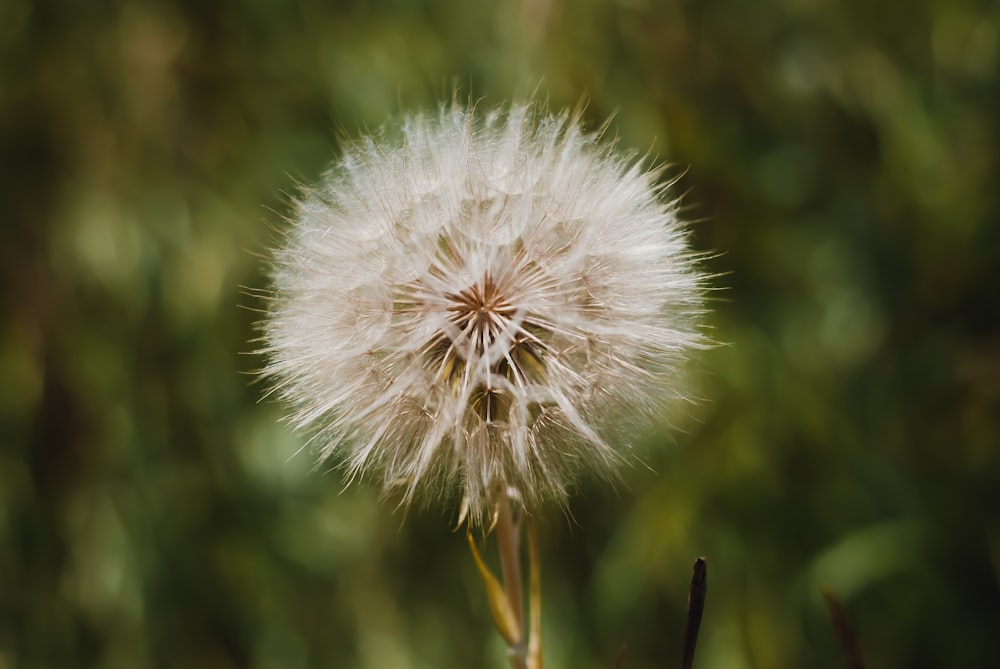 a close up of a dandelion