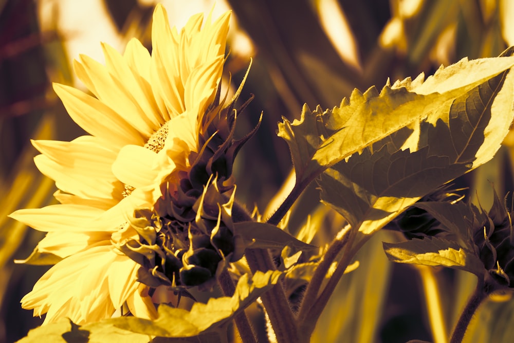 a close up of a yellow flower