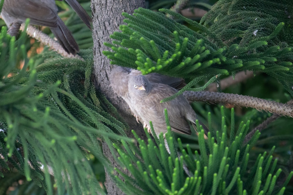 a bird in a tree