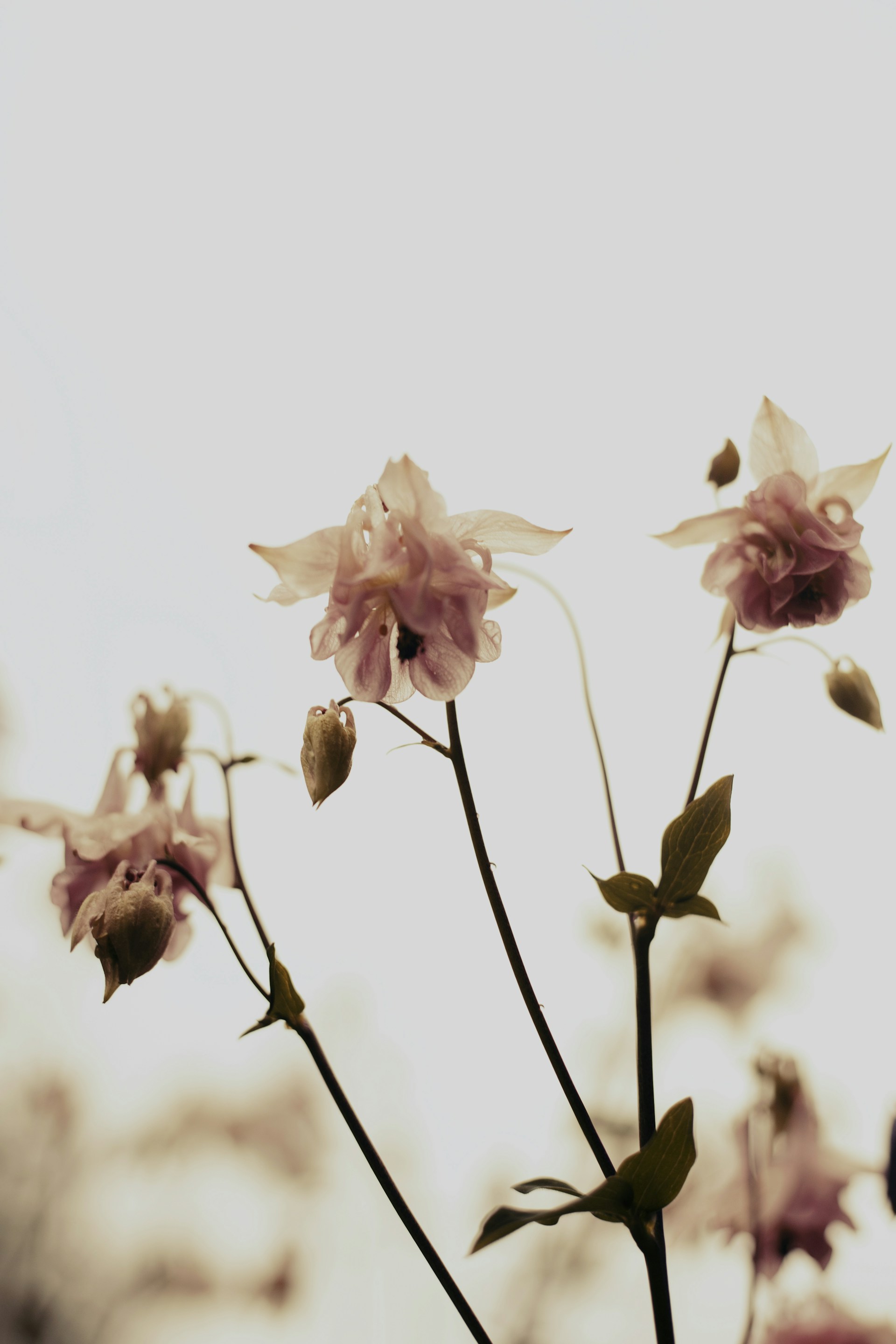 close up of flowers