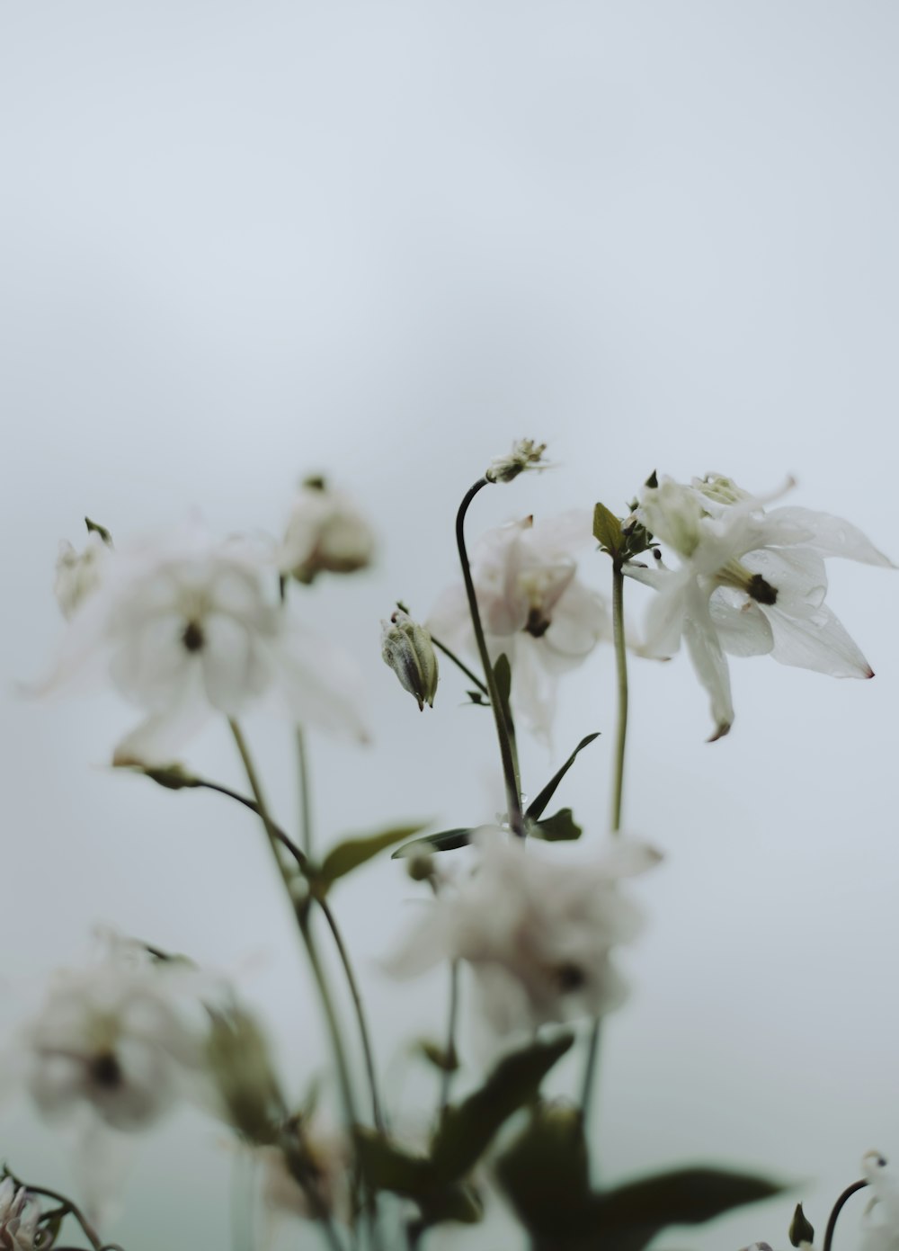 a close up of white flowers