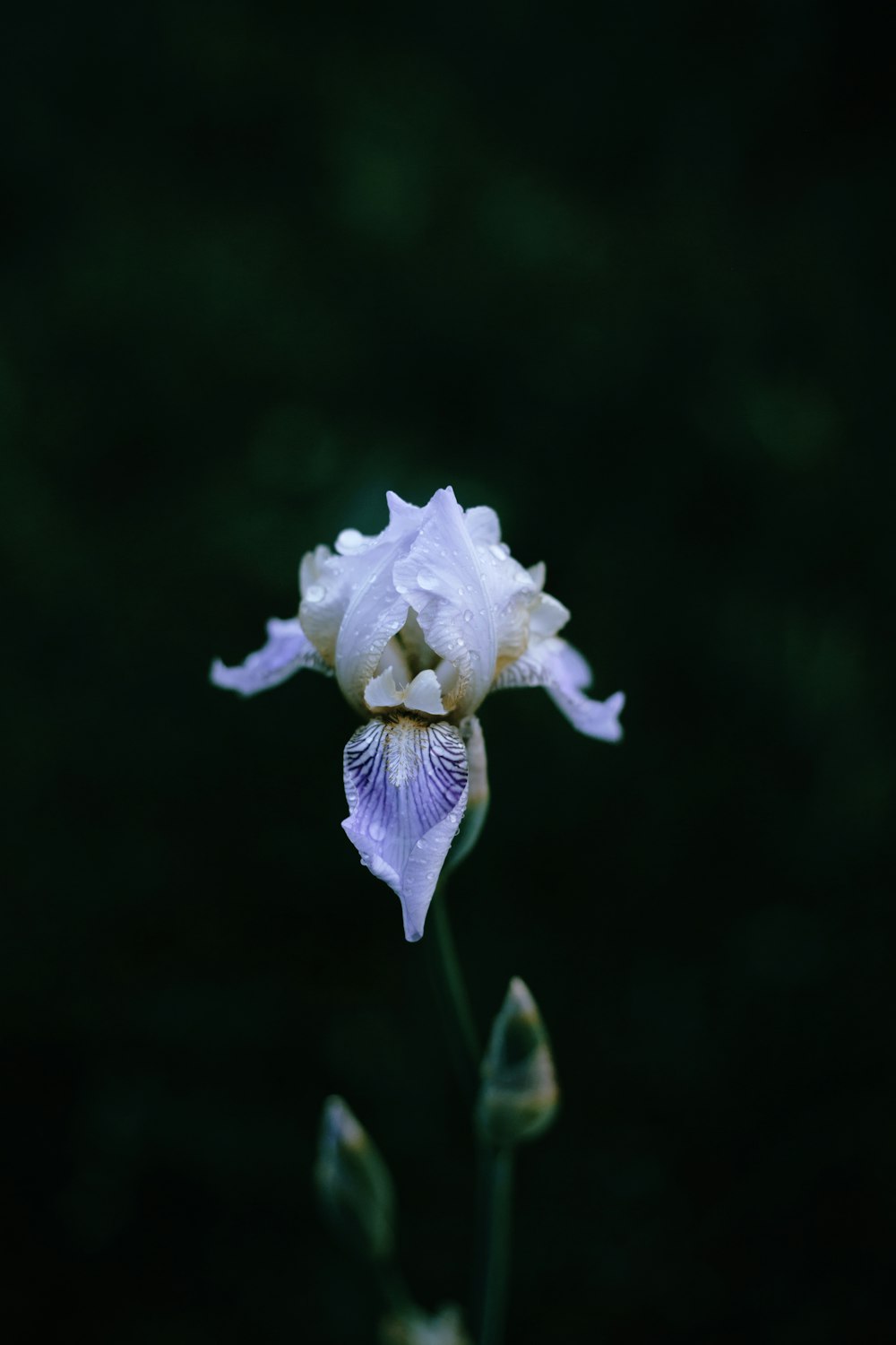 a close up of a flower