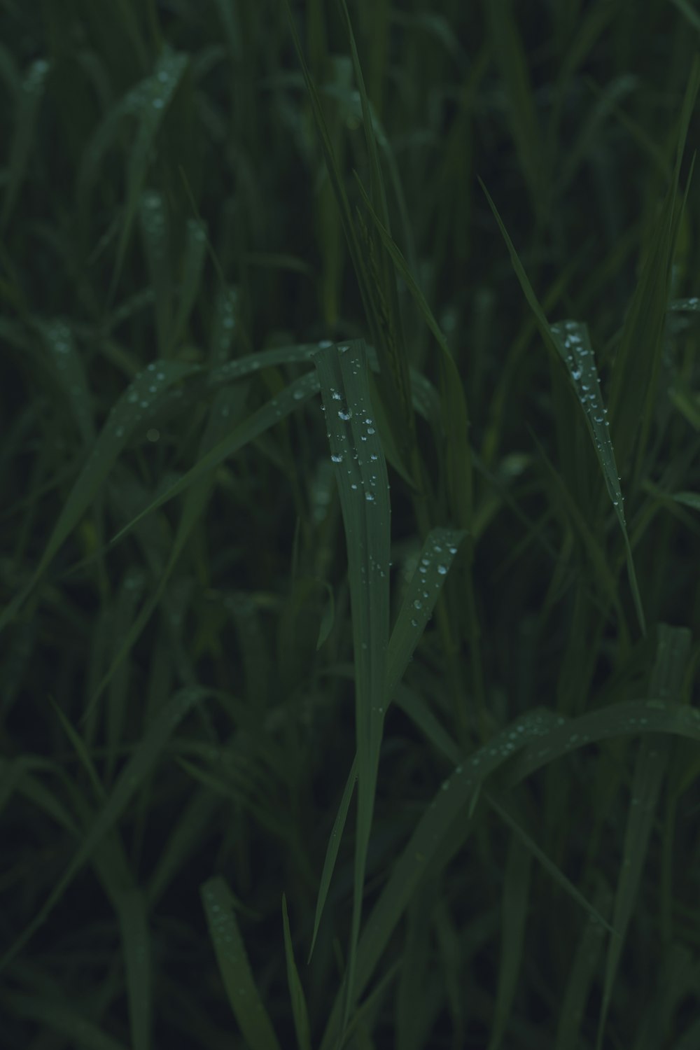 a close up of some grass