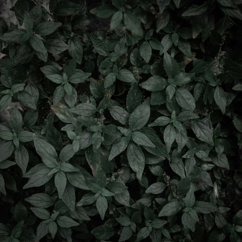 a group of green leaves