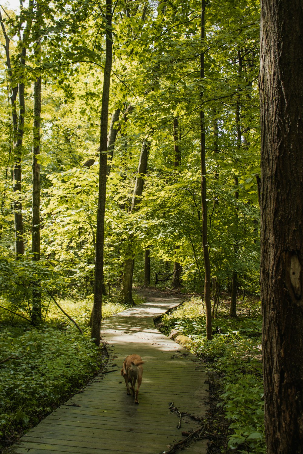 a dog walking on a path in a forest