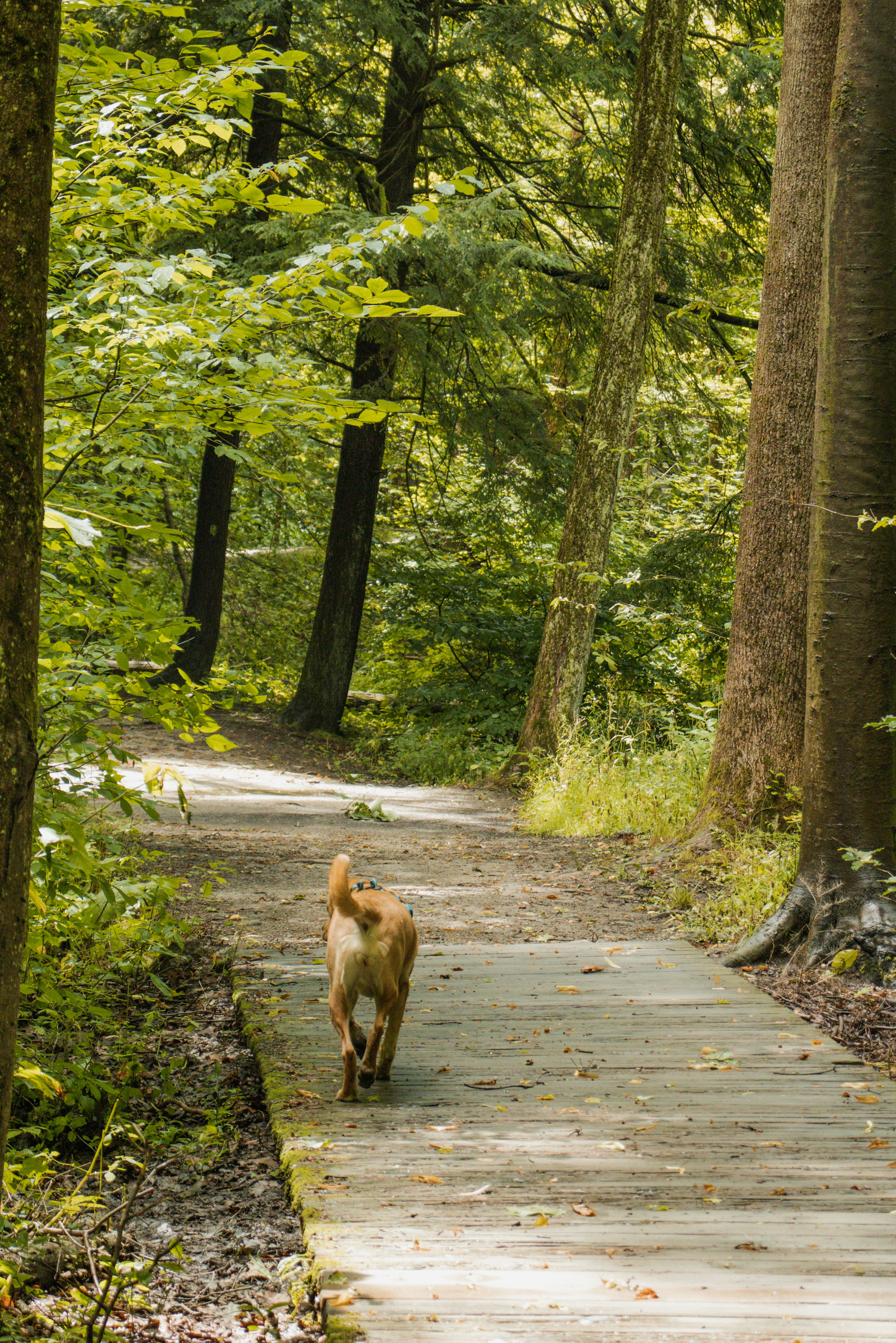 Why Do Dogs Walk In The Same Path