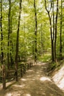 a dirt path through a forest