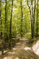 a dirt path through a forest