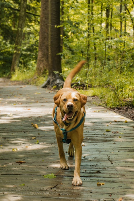 A happy dog walking along a forest hiking trail