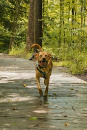 a dog running on a path in the woods