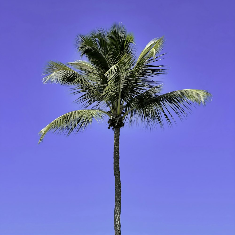 a palm tree against a blue sky