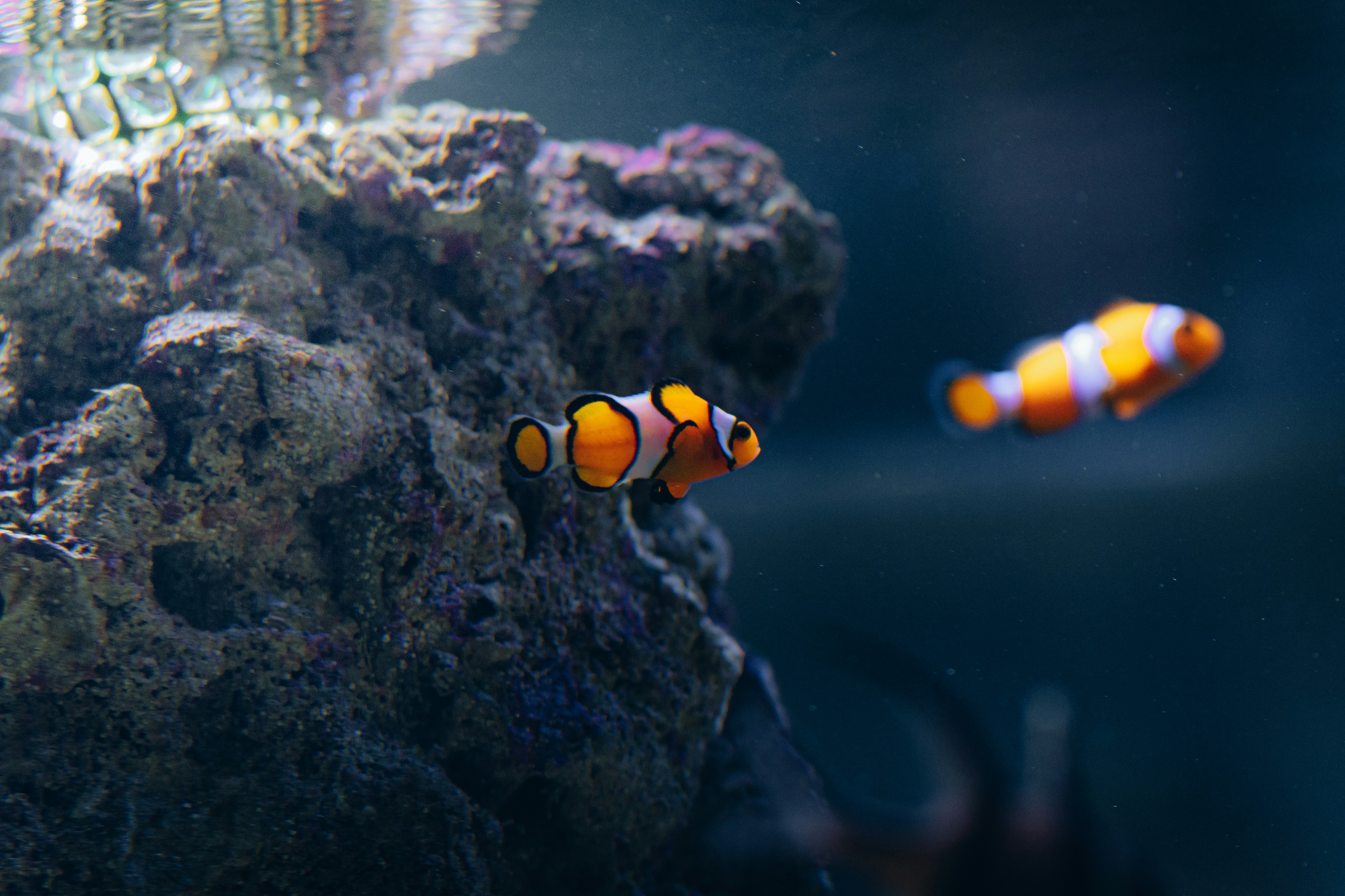 photo-1661459813761-0b09b9354a38?ixid=M3wxMjA3fDB8MXxzZWFyY2h8N3x8ZmlzaCUyMGJvb20lMjBvbmxpbmUlMjBwbGF0Zm9ybXxlbnwwfHx8fDE3NjMyNjgxMTl8MA\u0026ixlib=rb-4.1.0