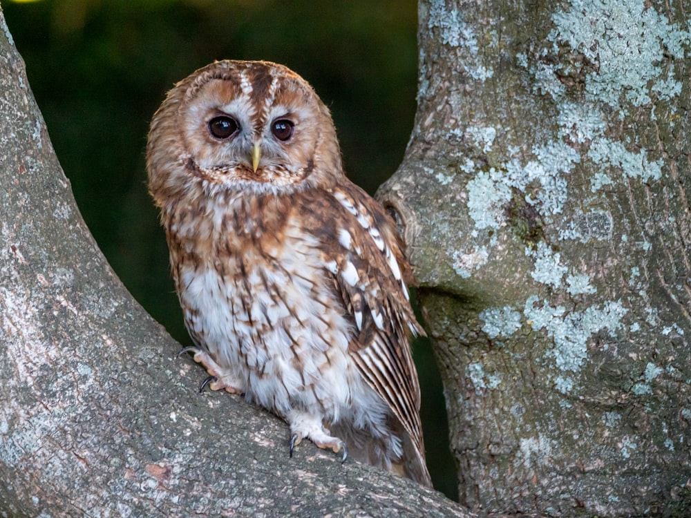 an owl standing on a tree