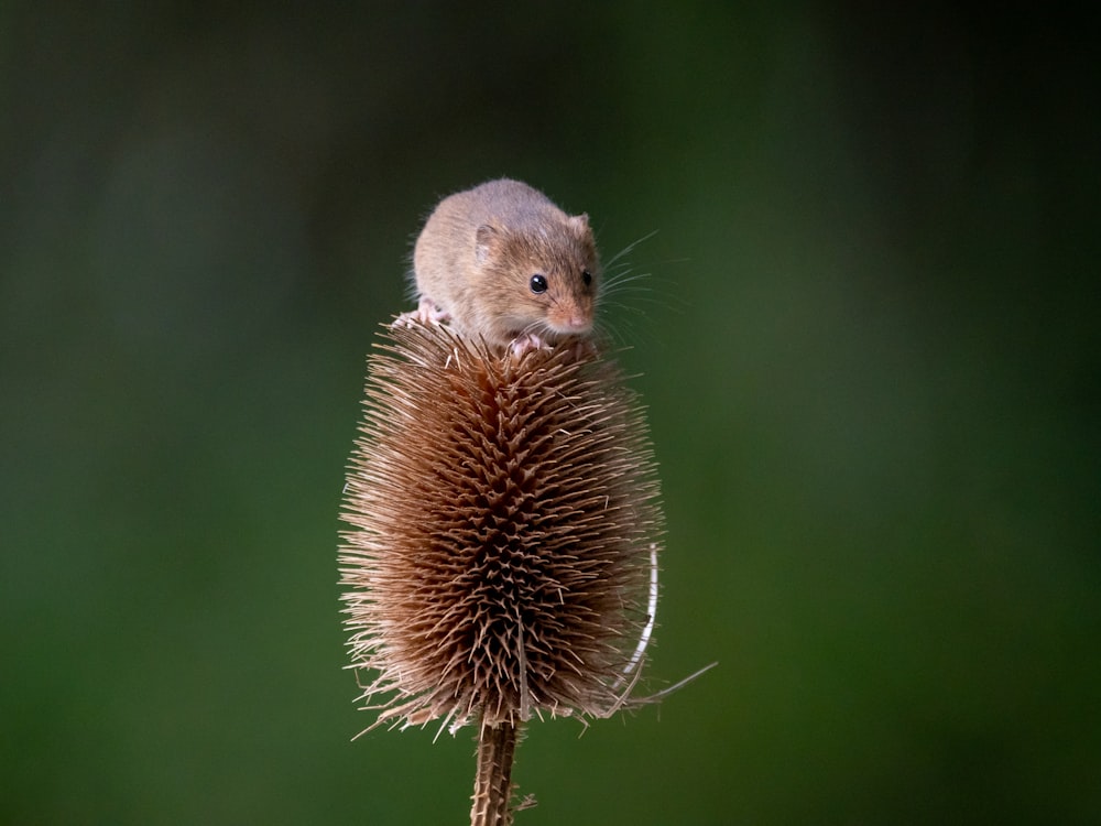 un petit rongeur sur une pomme de pin