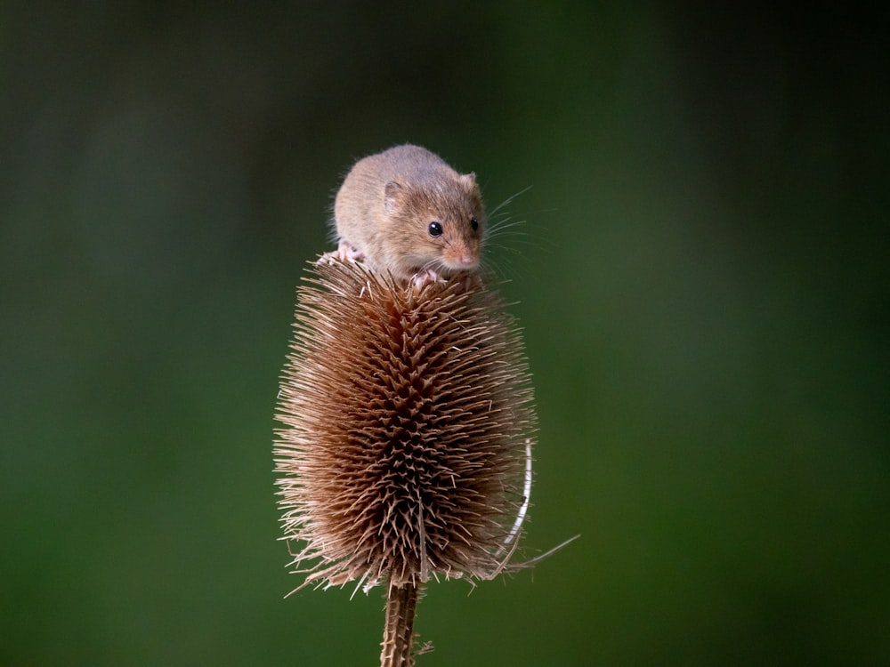a small rodent on a pine cone