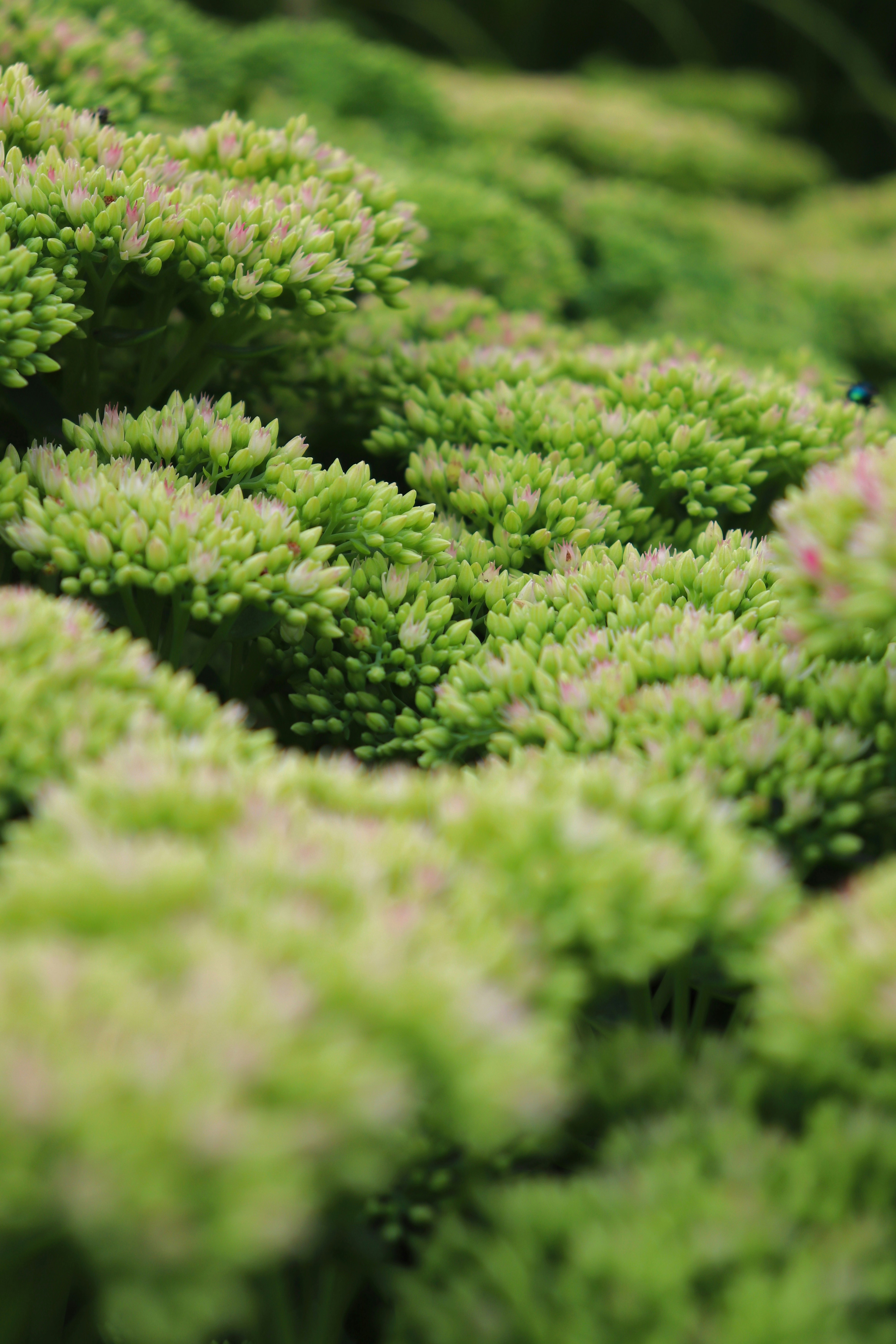 The Ultimate 2025 Fall Gardening Guide: How to Grow Perfect Autumn Joy Sedum