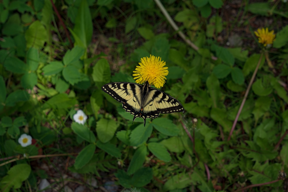 uma borboleta em uma flor