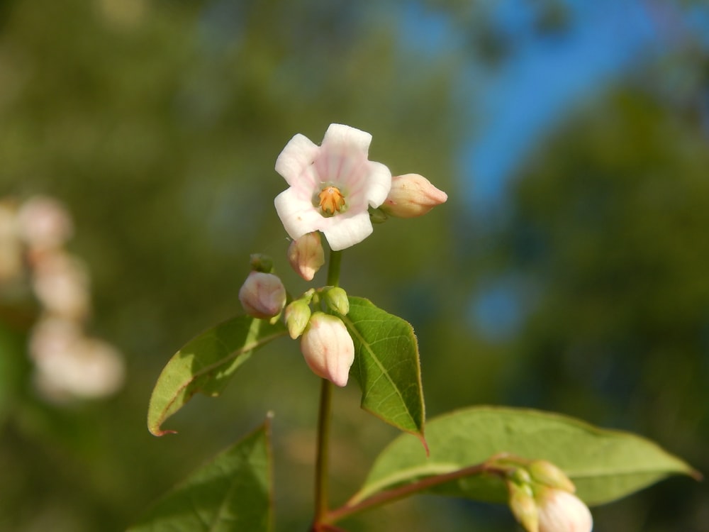 a close up of a flower