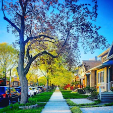 A vibrant neighborhood street in Maryland with green trees and welcoming houses under a clear sky.