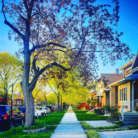 A picturesque suburban street lined with trees and parked cars. The trees have lush green and dark foliage, creating a natural canopy over the sidewalk. Houses with brick facades and well-maintained lawns are visible on one side. The sky is clear and blue, complementing the vibrant greenery and sunlight illuminating the scene.