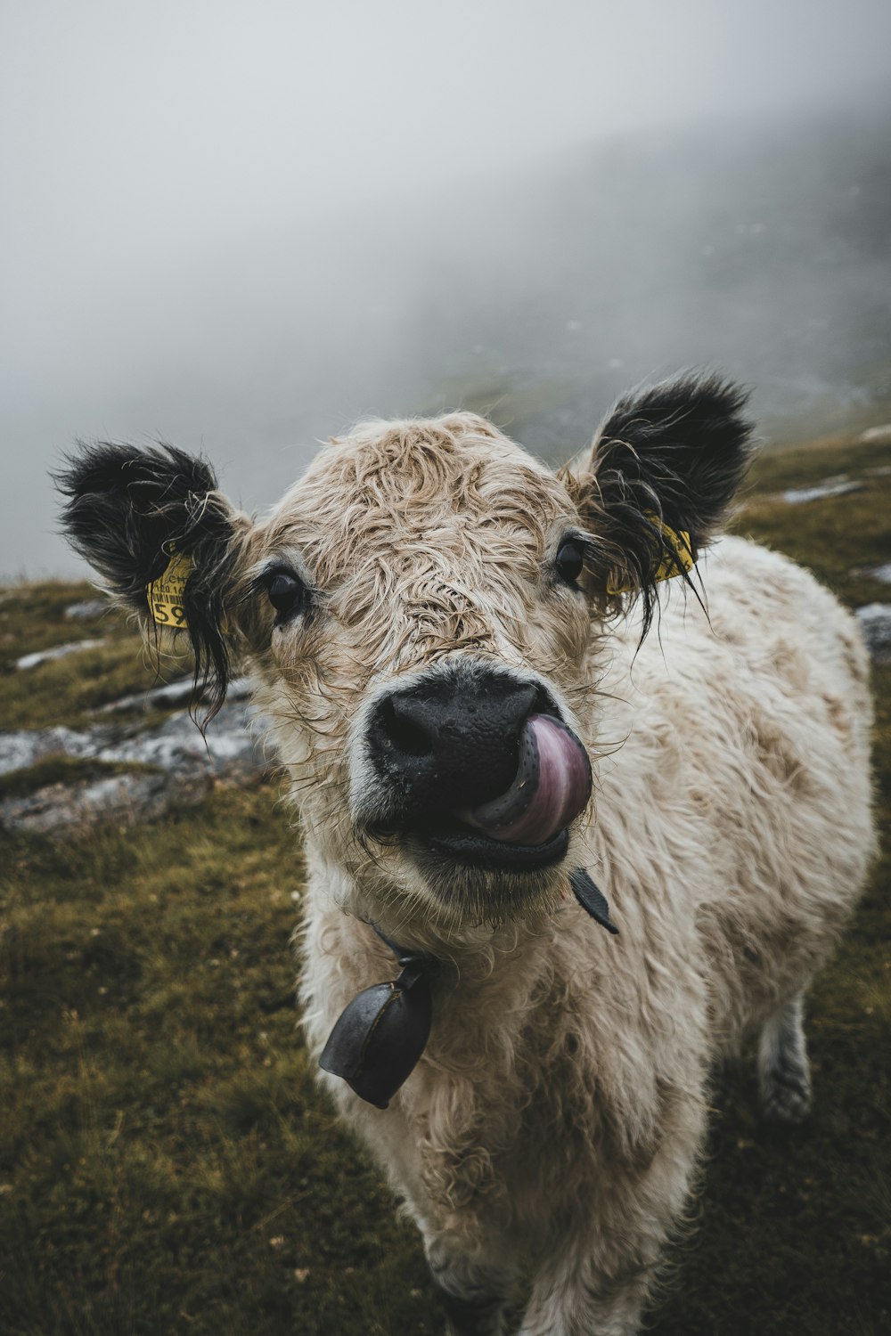 a close-up of a goat