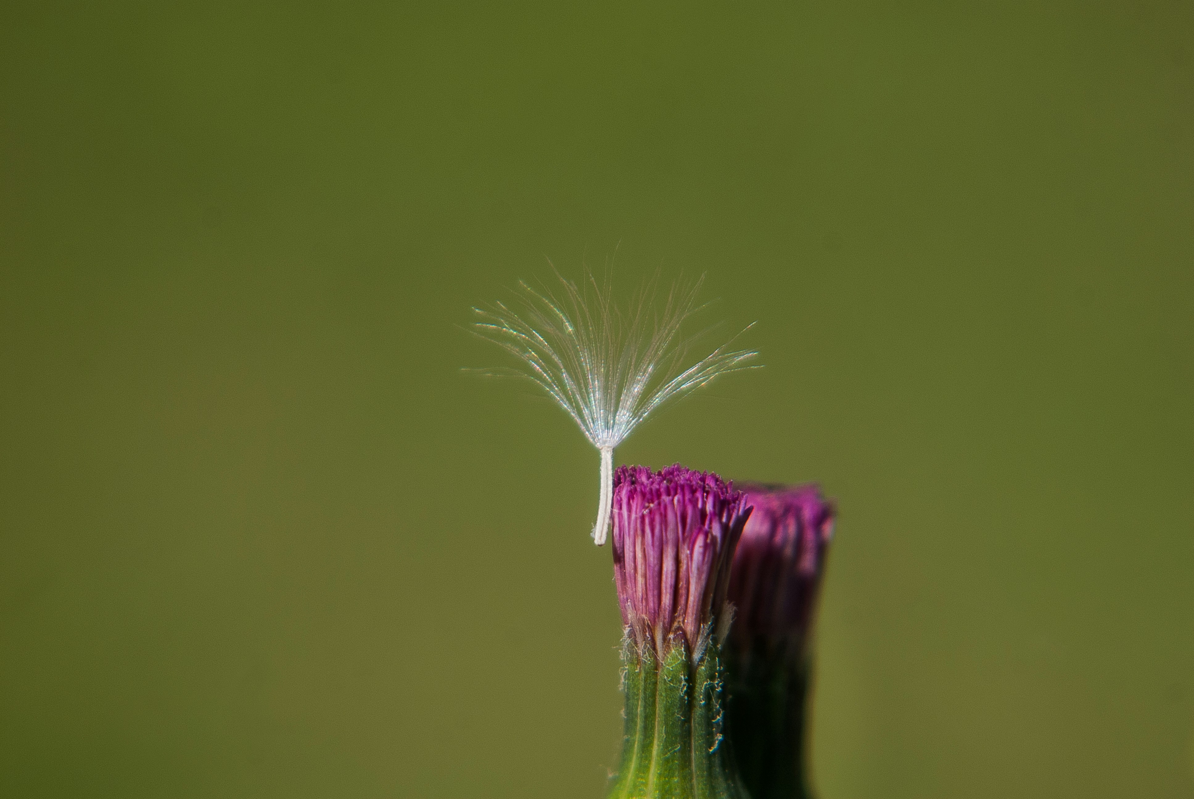 a flower with a stem
