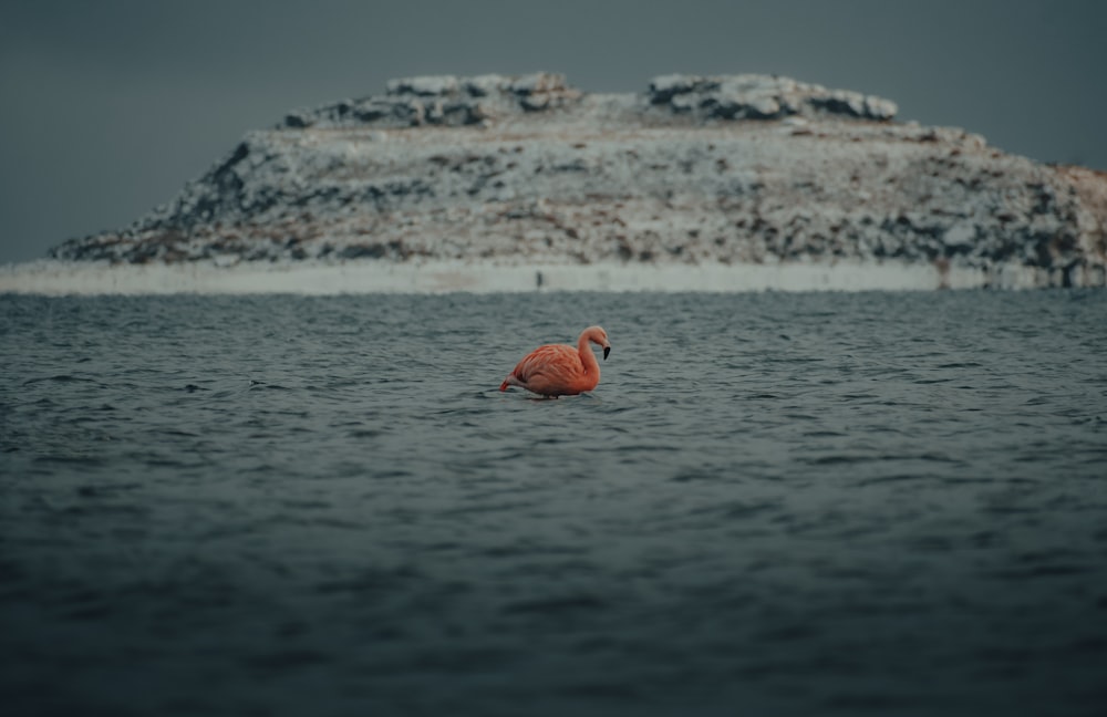 a duck swimming in the water