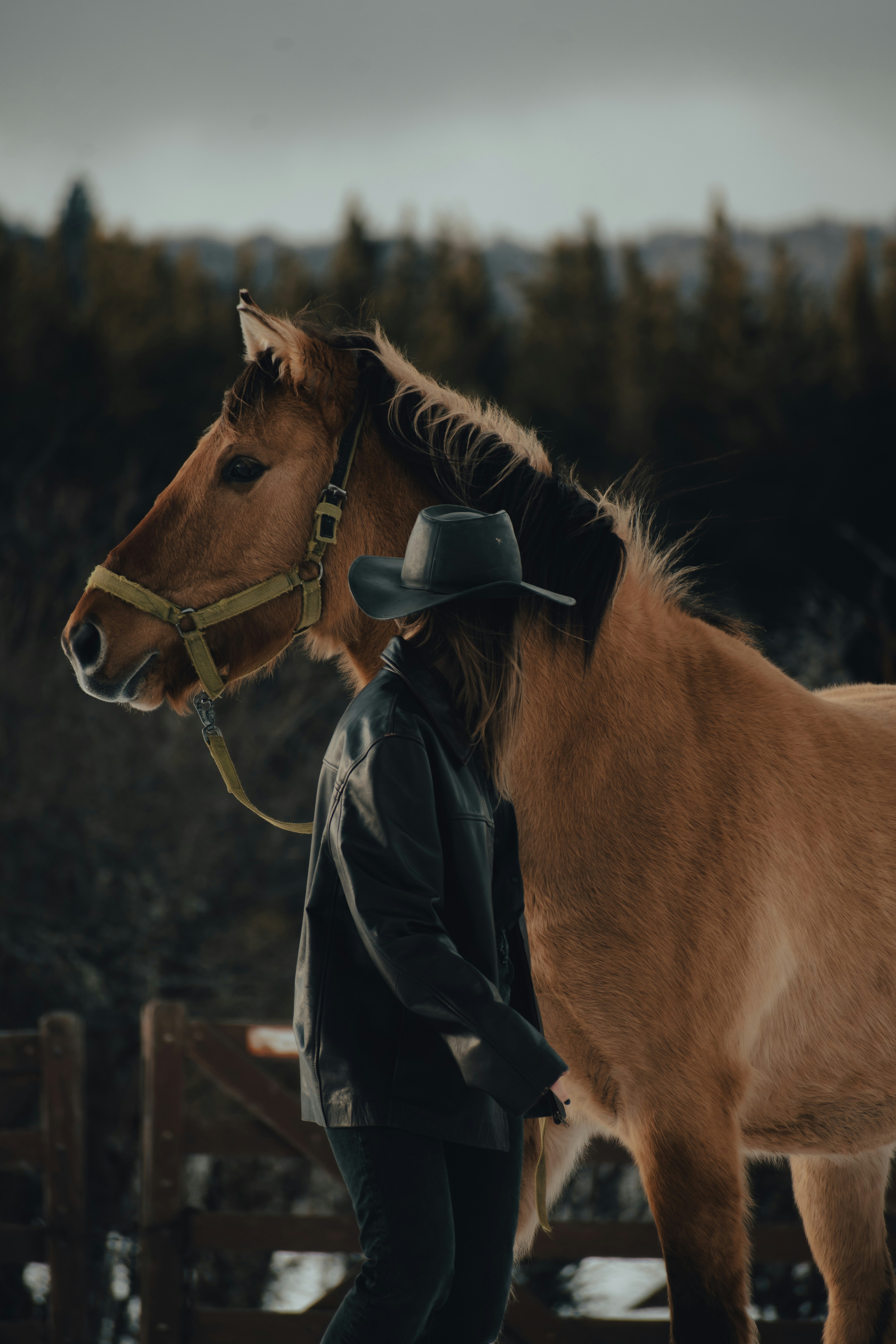 A person with a hat and a horse photo – Free Animal Image on Unsplash, image size:3000x4500