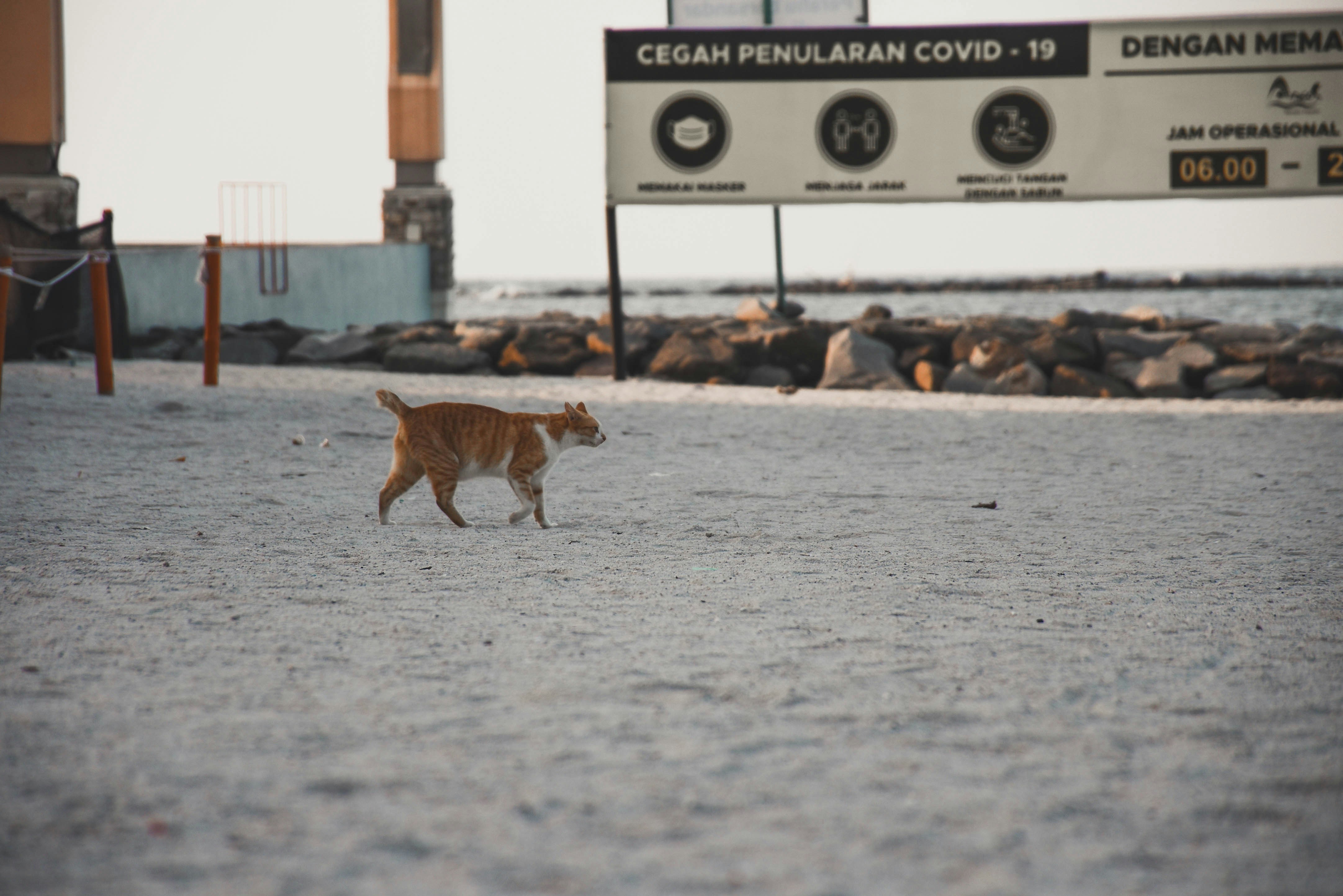 a dog walking on a road