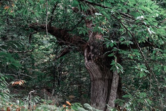 A massive, ancient tree with a thick trunk and wide, sprawling branches surrounded by dense foliage in a lush forest. The leaves are abundant and vibrant green, creating a tranquil and secluded atmosphere.