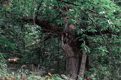 A massive, ancient tree with a thick trunk and wide, sprawling branches surrounded by dense foliage in a lush forest. The leaves are abundant and vibrant green, creating a tranquil and secluded atmosphere.