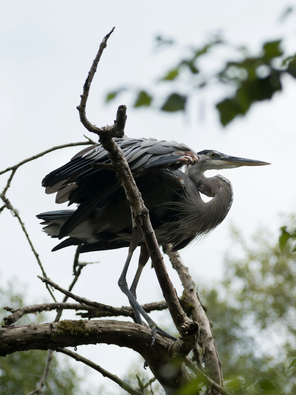 a bird perched on a branch