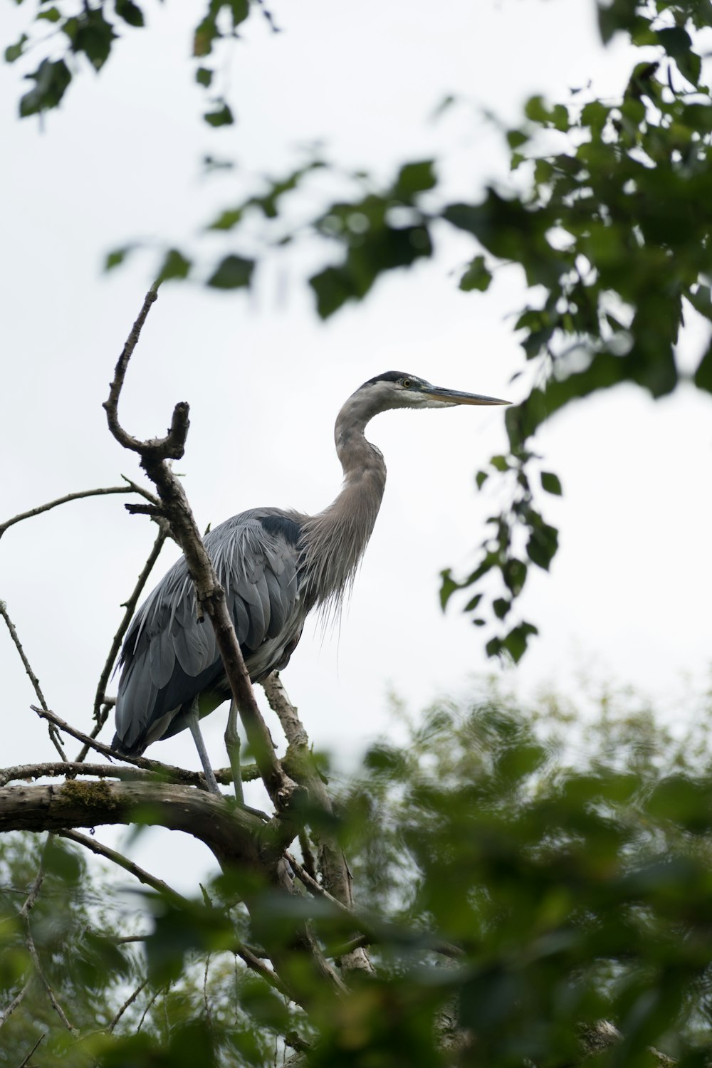 a bird sits on a branch