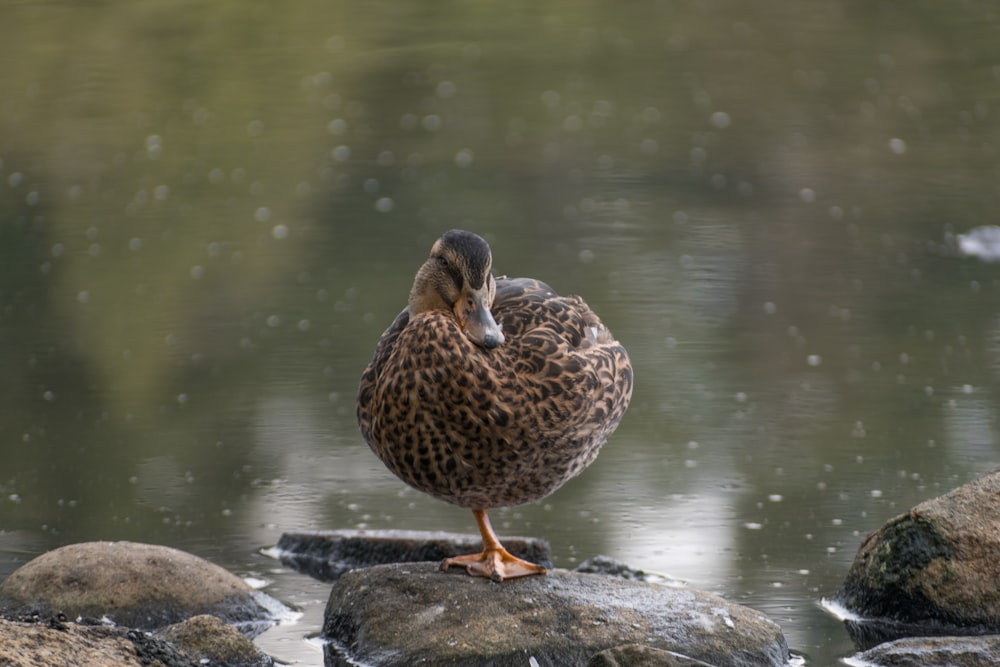 a duck standing on a rock by water