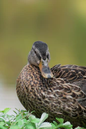 a duck on a bush
