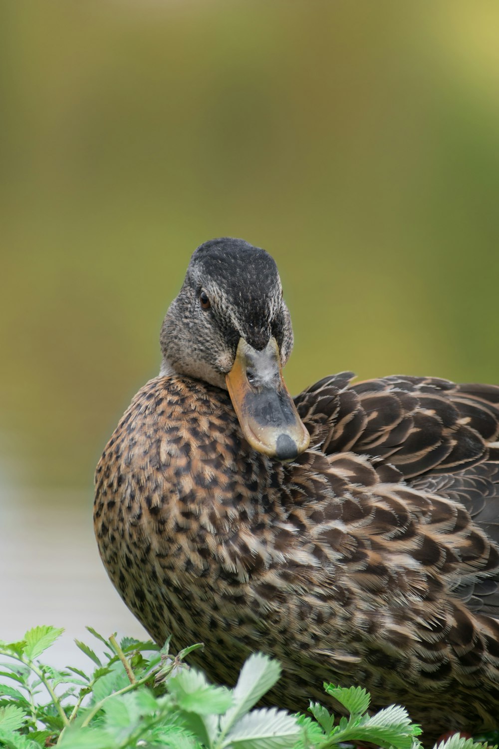 a duck on a bush