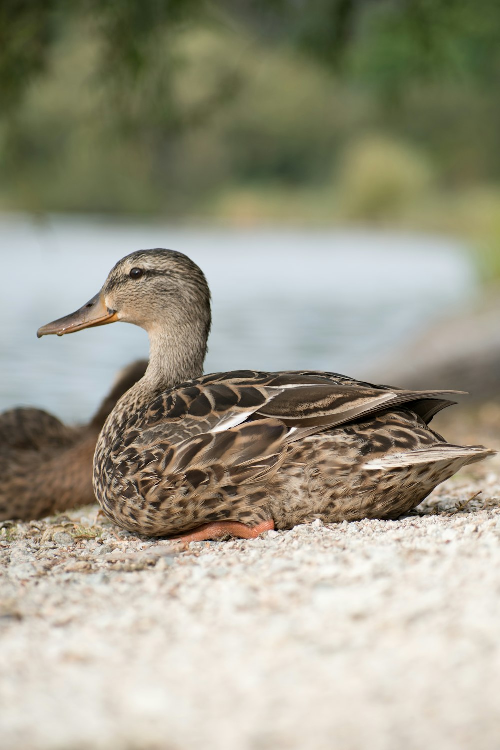 a duck on a rock