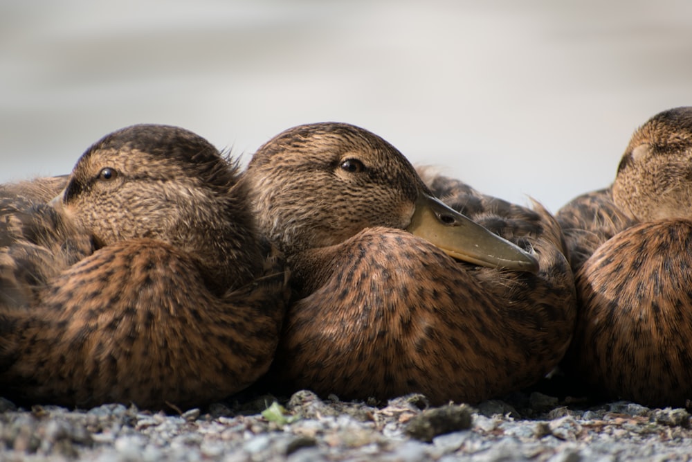 a group of baby otters