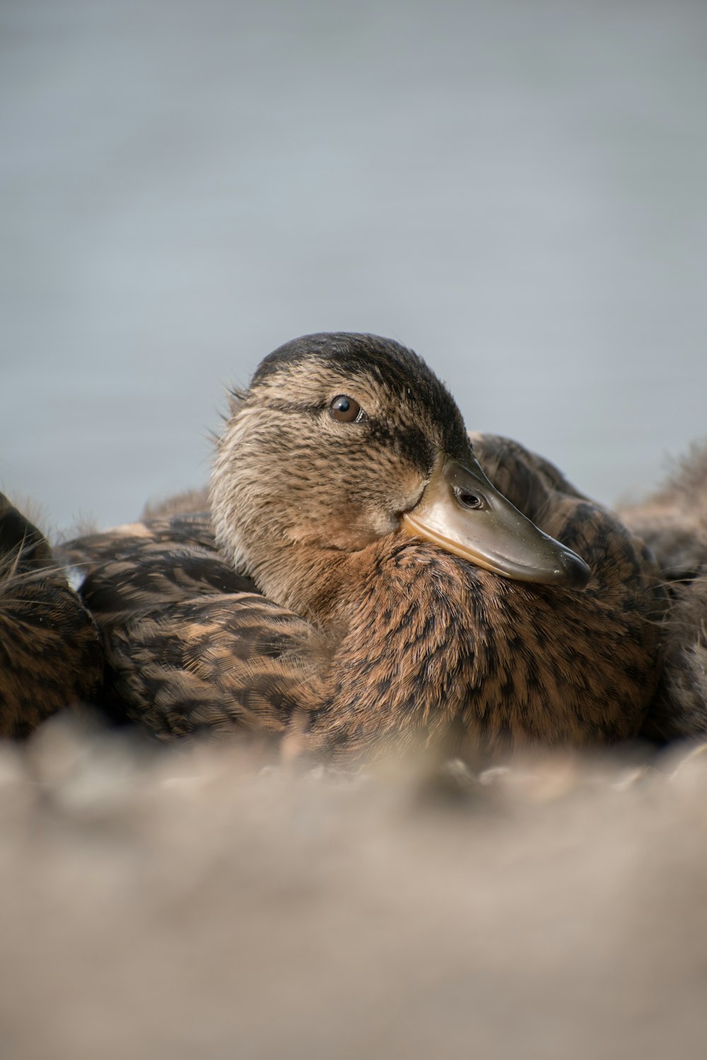 a duck lying on the ground