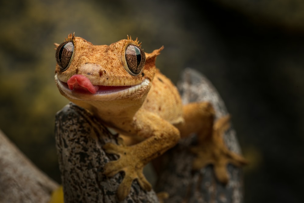 a frog with a red tongue
