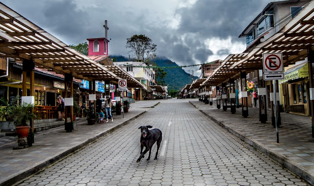 a dog walking on a street