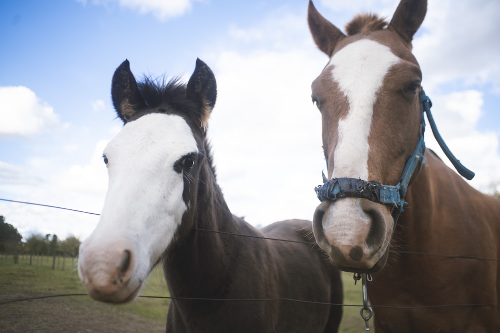 a couple of horses stand near each other